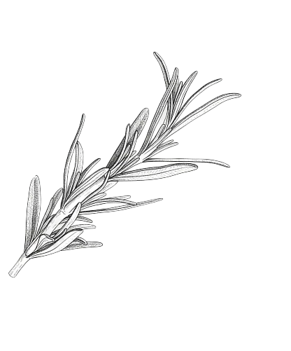 Rosemary
